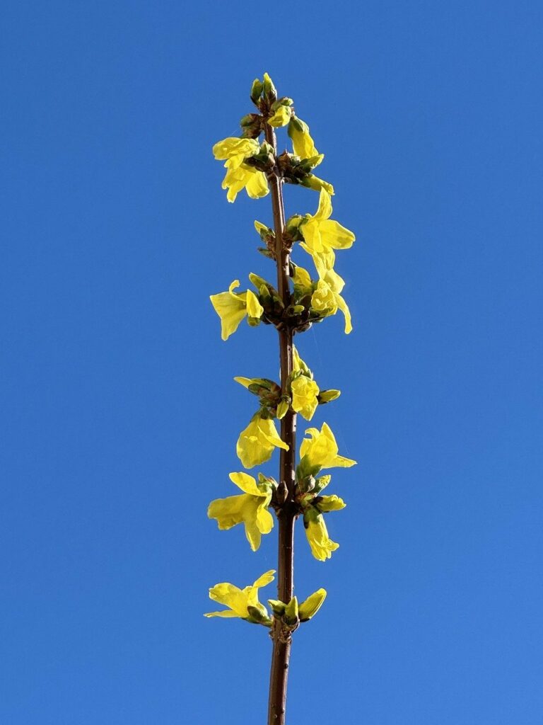 forsythia, flowers, flower background-8595521.jpg